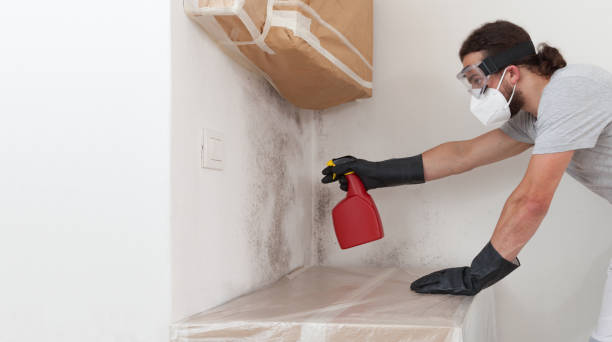 Professional Basement Mold Remediation technician working in Maple Grove, MN